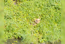Dog Leaps From Moving Car And Ends Up Stranded On Tiny Island — Until Heroes Arrive To Help