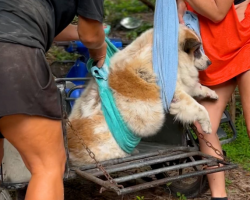 From 81 Pounds To Playful Pup: Street Dog’s Incredible Weight Loss Journey