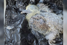 Dog Walker Finds Freezing Baby On Road — And Uses A Poop Bag To Save Him