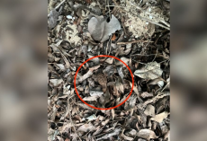 Tiny Baby Hidden In Leaf Pile Turns Out To Be A Critically Endangered Sea Turtle