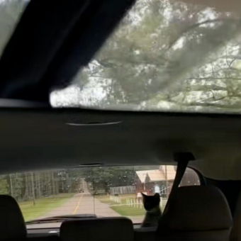 Driver Checks Rearview Mirror — And Can’t Believe Who’s Staring Back At Her