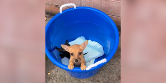 Shelter Volunteer Finds Bucket Of Puppies — And Realizes The Heartbreaking Truth