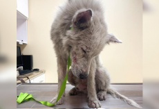 ‘Chupacabra’ Dog Spent Years Hiding Under a Car — Until a Hero Gave Him a Second Chance