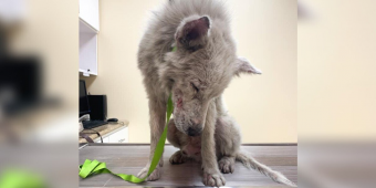 ‘Chupacabra’ Dog Spent Years Hiding Under a Car — Until a Hero Gave Him a Second Chance