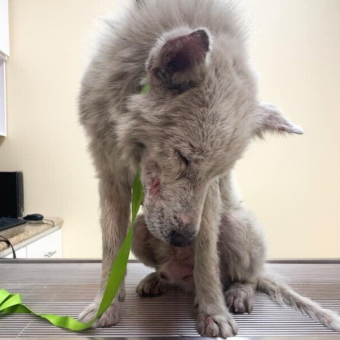 ‘Chupacabra’ Dog Spent Years Hiding Under a Car — Until a Hero Gave Him a Second Chance