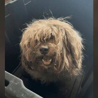 Rescuers Shave Matted Dog — And Discover She’s Been Suffering Unimaginable Pain Beneath Her Fur