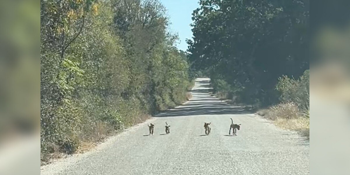 Driver Slams On Brakes When Four Tiny Puppies Run Up To Her Car Begging For Help