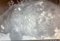 Park Officials Can’t Believe Who Shows Up On Trail Cam: “He’s One Thicc Boi”