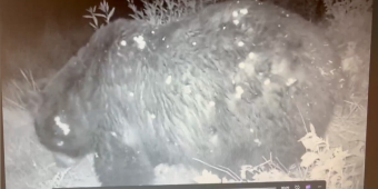 Park Officials Can’t Believe Who Shows Up On Trail Cam: “He’s One Thicc Boi”