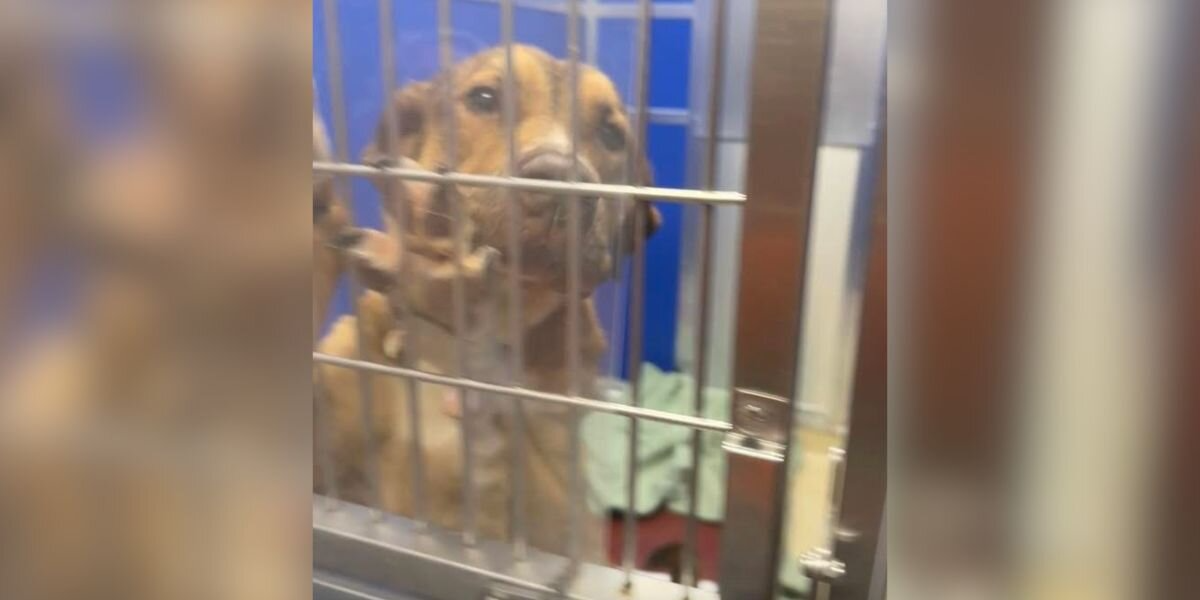 Terrified Dog On Euthanasia List Clings To Kennel Bars, Silently Begging To Be Saved
