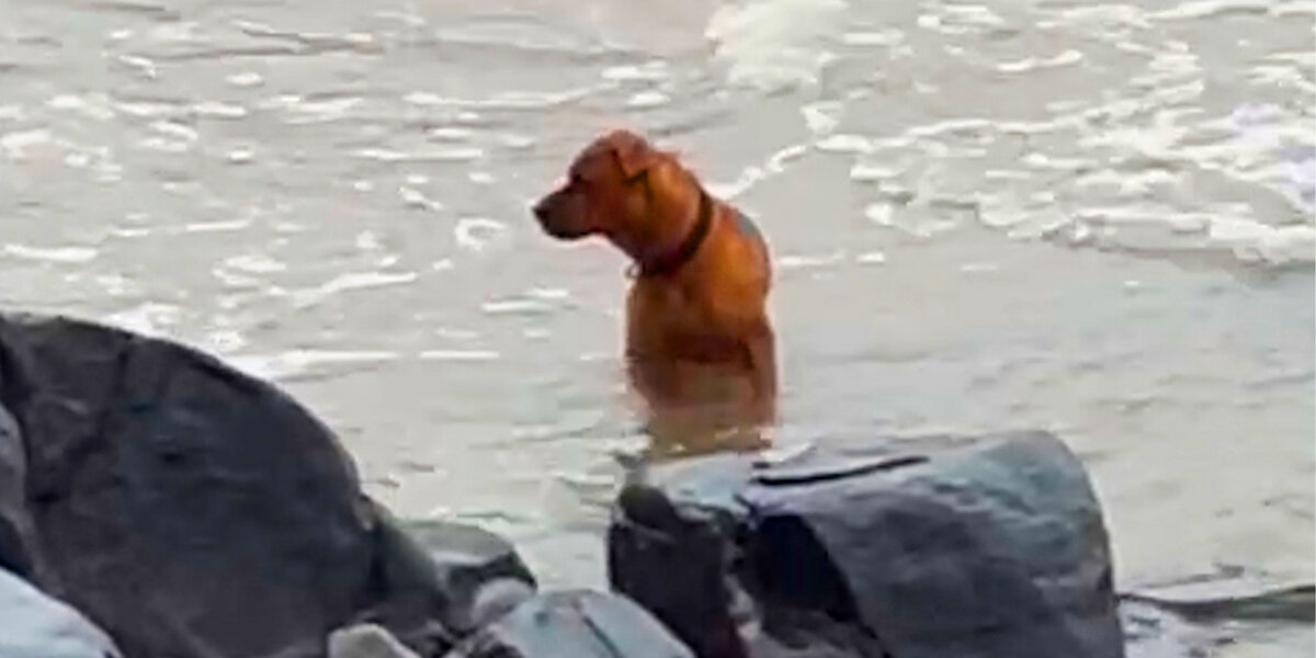 Abandoned Dog Wanders the Beach Every Day — Hoping His Owner Will Return