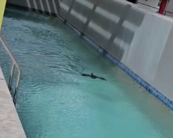 Resort Staff Shocked To Find ‘Unauthorized Swimmer’ — Turns Out She Just Needed a Little Help