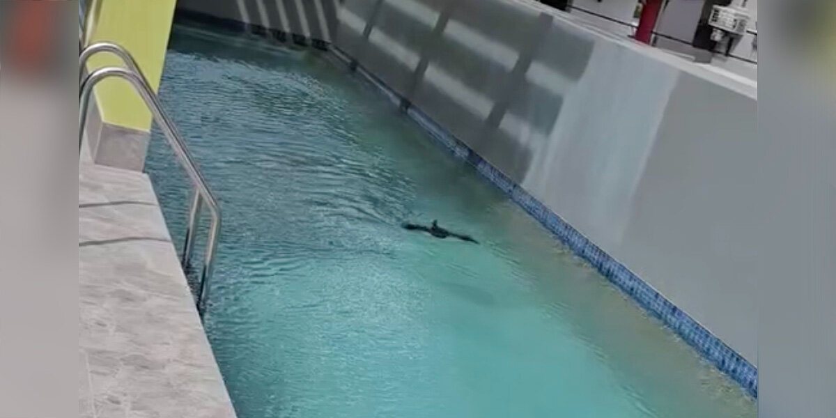 Resort Staff Shocked To Find ‘Unauthorized Swimmer’ — Turns Out She Just Needed a Little Help