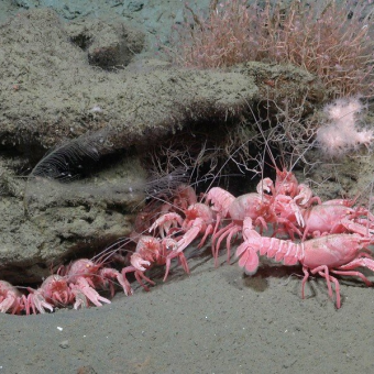 Scientists Discover Rare ‘Barbie-Pink’ Creatures Living Deep Beneath the Sea