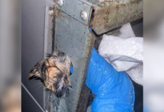 Man Freezes In Shock After Spotting Tiny Furry Face Stuck In AC Unit