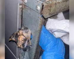 Man Freezes In Shock After Spotting Tiny Furry Face Stuck In AC Unit