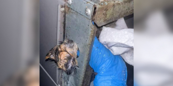 Man Freezes In Shock After Spotting Tiny Furry Face Stuck In AC Unit