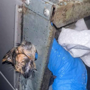 Man Freezes In Shock After Spotting Tiny Furry Face Stuck In AC Unit