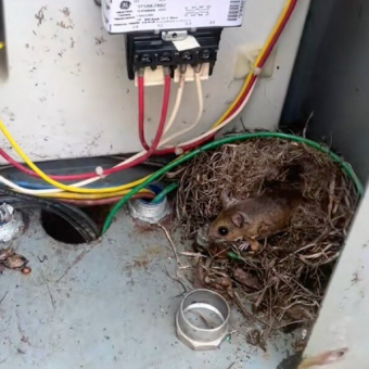 Man Opens Electrical Box To Evict a Mouse — Then Realizes She Has a Secret