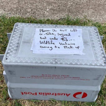 Mailman Spots Fallen Bat On His Route — Then Realizes There’s a Baby Clinging to Her