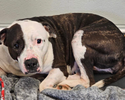 Heartbroken Pup Returned To Shelter For Being ‘Too Affectionate’ Finally Finds A Family Who Loves Her Just The Way She Is