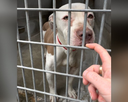 ‘Crying’ Shelter Dog’s Whimpers Stop Volunteer In Her Tracks — And Change Her Life Forever