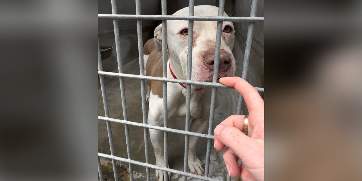 ‘Crying’ Shelter Dog’s Whimpers Stop Volunteer In Her Tracks — And Change Her Life Forever