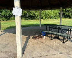 Rescuers Find Elderly Dog Tied to Picnic Table — And a Heartbreaking Note Explains Everything