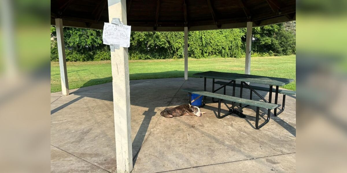 Rescuers Find Elderly Dog Tied to Picnic Table — And a Heartbreaking Note Explains Everything