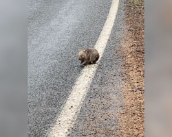 Driver Spots a Tiny Ball of Fluff on the Road — Then Realizes It’s a Baby Fighting to Survive