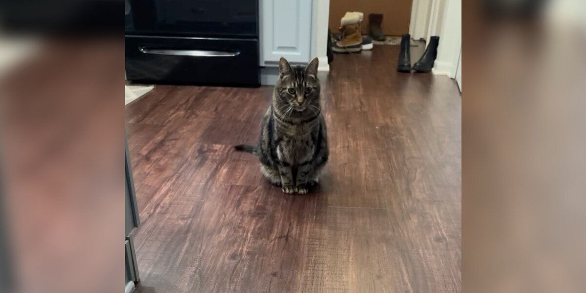 Prankster Cat Freezes When He Realizes His Latest Crime Has Been Caught On Camera