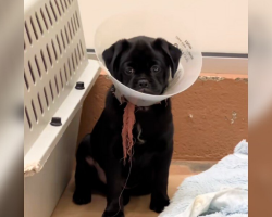 Puppy Left Heartbroken And Alone After His Whole Family Gets Adopted Without Him