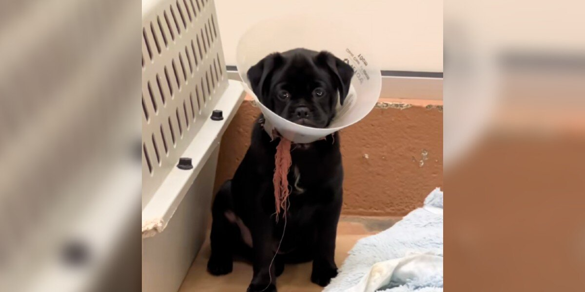 Puppy Left Heartbroken And Alone After His Whole Family Gets Adopted Without Him