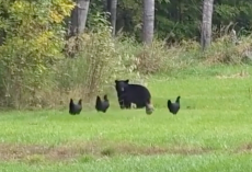 Brave Backyard Hens Band Together To Chase Off A Curious Bear