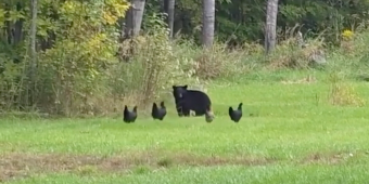 Brave Backyard Hens Band Together To Chase Off A Curious Bear