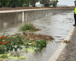 Workers Spot Shivering Pup Trapped In Flooded Canal — And Rush To Save Her