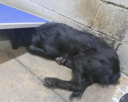 Shelter Dog Too Terrified To Lift His Head Finally Learns To Trust Again