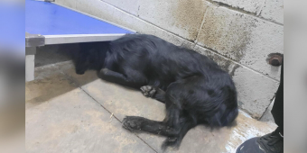 Shelter Dog Too Terrified To Lift His Head Finally Learns To Trust Again