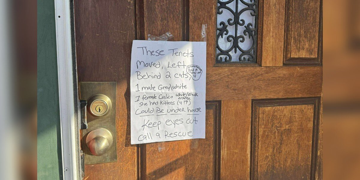 Note On Vacant House’s Door Leads Rescuers To Abandoned Mama Cat And Her Kittens
