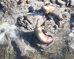 Rescuers Rush To Save Sea Lion Found With Plastic Cutting Into Her Neck