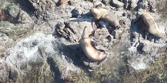Rescuers Rush To Save Sea Lion Found With Plastic Cutting Into Her Neck