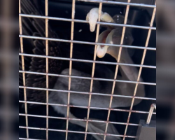 Rescuers Stunned To Find Massive Seaside Bird Stranded Miles From The Ocean