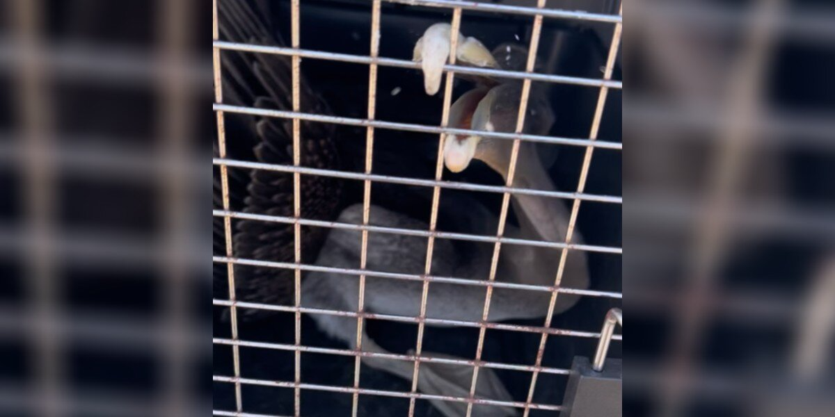 Rescuers Stunned To Find Massive Seaside Bird Stranded Miles From The Ocean