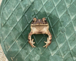Rescuers Find Feisty Little Toad Stuck In The Strangest Place