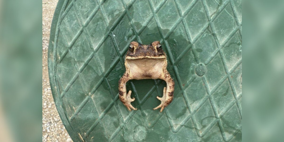 Rescuers Find Feisty Little Toad Stuck In The Strangest Place