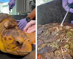 Rescuers Give Barnacle-Covered Sea Turtle A Stunning Second Chance