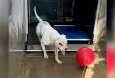 Heartbroken Shelter Dog Spends His Days Playing Fetch All Alone