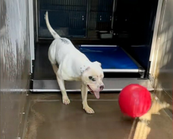 Heartbroken Shelter Dog Spends His Days Playing Fetch All Alone