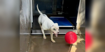 Heartbroken Shelter Dog Spends His Days Playing Fetch All Alone