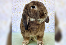 Angry Bunny’s Ears Felt Like “Rocks” — Then Vets Discovered the Heartbreaking Truth